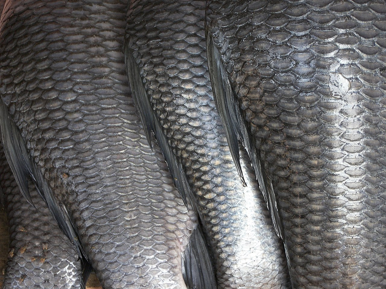The nutritional benefits of fish scale – Beyond Collagen+